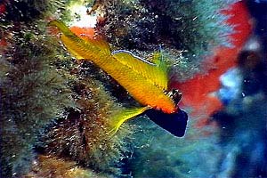 Peperoncino giallo (Tripterygion delaisi)