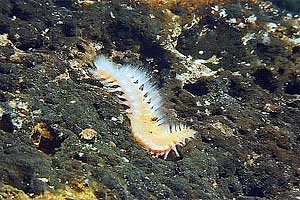 Vermocane (Hermodice carunculata)