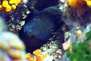 Cernia bruna (Epinephelus marginatus)