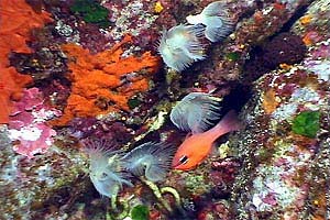 Re di triglie (Apogon imberbis)