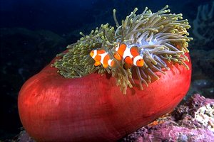 Pesce pagliaccio occidentale (Amphiprion ocellaris)