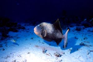 Balestra pinna gialla (Pseudobalistes flavimarginatus)