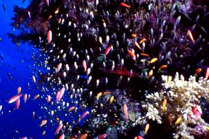 Pesce vetro (Phempheris sp.)