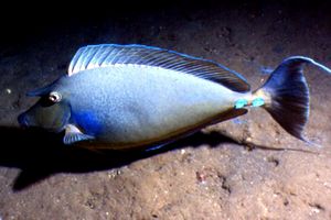 Pesce chirurgo (Naso vlamingii)