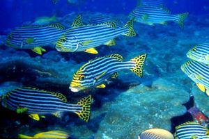 Gaterino orientale (Plectorhinchus orientalis)