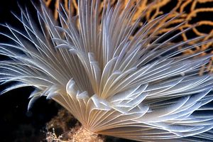 Spirografo (Sabella spallanzanii)