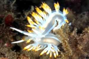 Flabellina bianca (Flabellina babai)