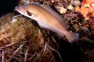 Musdea bianca (Phycis phycis)