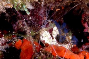 Verme tentacolato (Eupolymnia nebulosa)