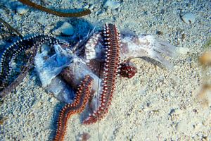 Vermocane (Hermodice carunculata)