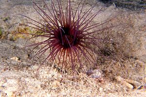 Cerianto (Cerianthus membranaceus)