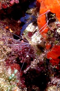 Verme tentacolato (Eupolymnia nebulosa)