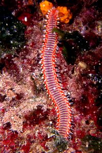 Vermocane (Hermodice carunculata)