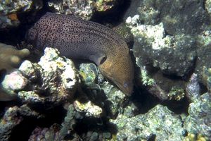 Murena gigante (Gymnothorax javanicus)