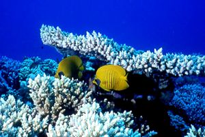 Pesce farfalla semimascherato (Chaetodon semilarvatus)