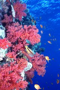 Pesce falco (Paracirrhites forsteri)