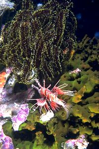 Pesce cobra ocellato (Pterois antennata)