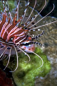 Pesce cobra ocellato (Pterois antennata)
