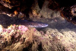 Grongo (Conger conger)