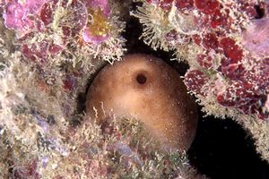 Spugna patata (Chondrosia reniformis)