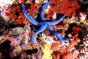 Stella Marina (Linckia laevigata)