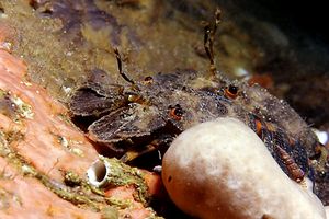 Cicaletta (Scyllarides arctus)