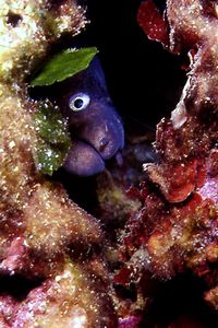 Murena (Muraena helena)