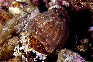 Attinia del paguro (Calliactis parasitica)