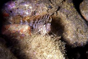 Bavosa ruggine (Parablennius gattorugine)