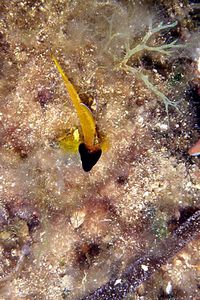 Peperoncino giallo (Tripterygion delaisi)