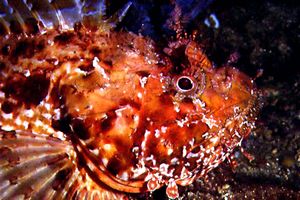 Scorfano rosso (Scorphaena scrofa)