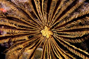 Crinoide Giallo (Comanthina schlegeli)