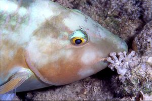 Pappagallo a muso lungo (Hipposcarus harid)