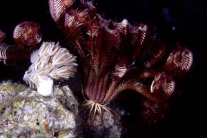 Crinoide e anemone (n.d. n.d.)