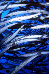 Barracuda pinna nera (Sphyraena qenie)