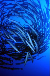 Barracuda pinna nera (Sphyraena qenie)