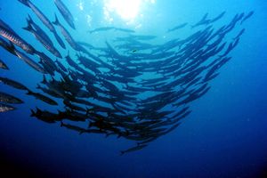 Barracuda pinna nera (Sphyraena qenie)