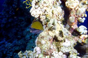 Pesce balestra (Balistoides viridescens)