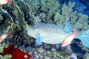 Pesce scatola nasuto (Ostracion nasus)