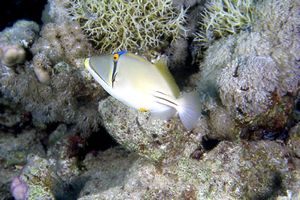 Pesce picasso (Rhinecanthus assasi)