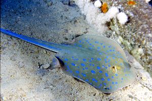 Razza a macchie blu (Taeniura lymma)