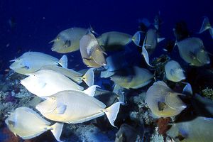 Pesce unicorno blu (Naso unicornis)