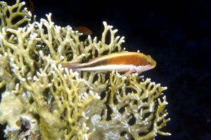 Pesce falco (Paracirrhites forsteri)