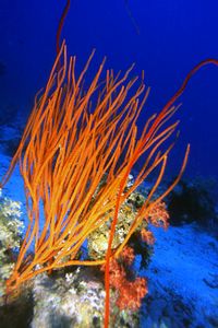 Corallo a frusta (n.d. n.d.)