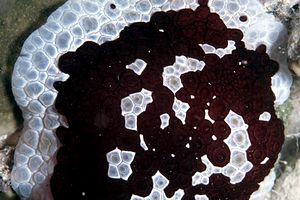 Pleurobranco gigante (Pleurobranchus grandis)