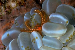 Waminoa (Waminoa sp.2)