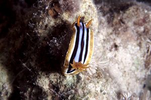 Nudibranchio pigiama (Chromodoris quadricolor)