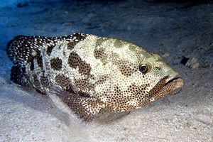 Cernia marmorizzata (Epinephelus polyphekadion)
