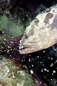 Cernia marmorizzata (Epinephelus polyphekadion)