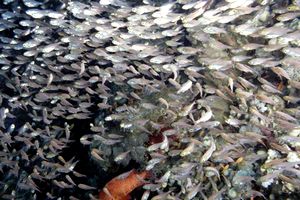 Pesce vetro (Parapriacanthus ransonneti)